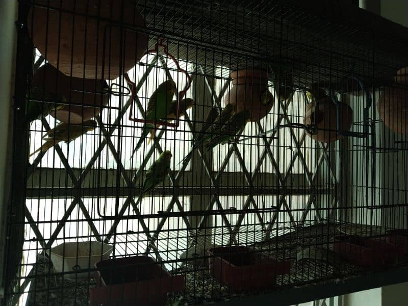 13 Budgies with Cage 0