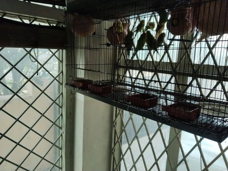 13 Budgies with Cage 1