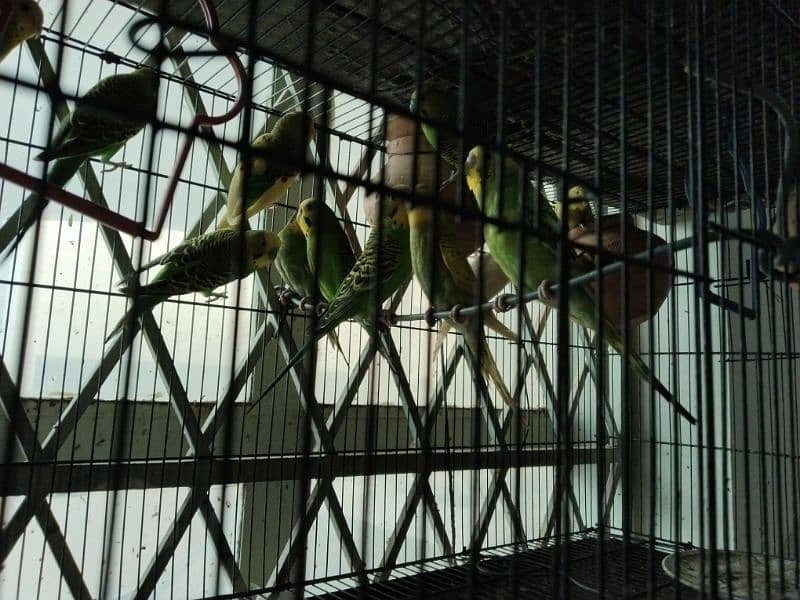 13 Budgies with Cage 2