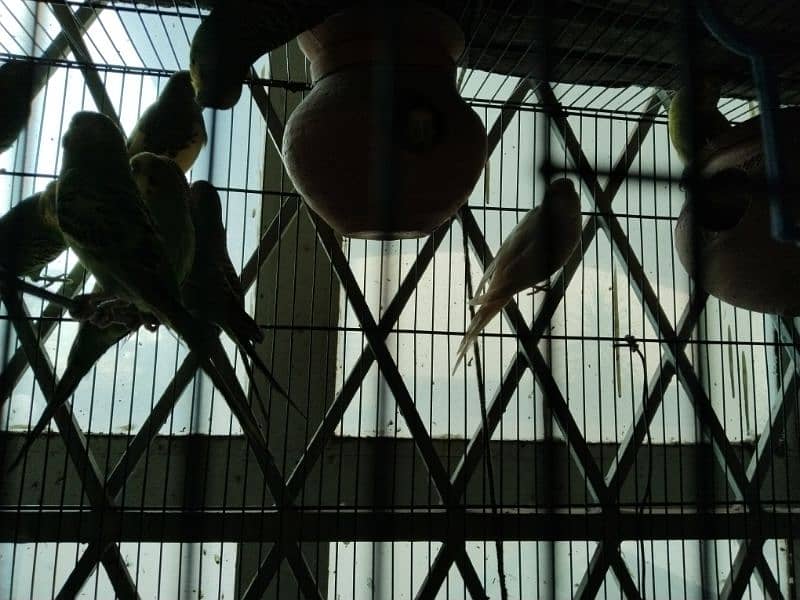 13 Budgies with Cage 3