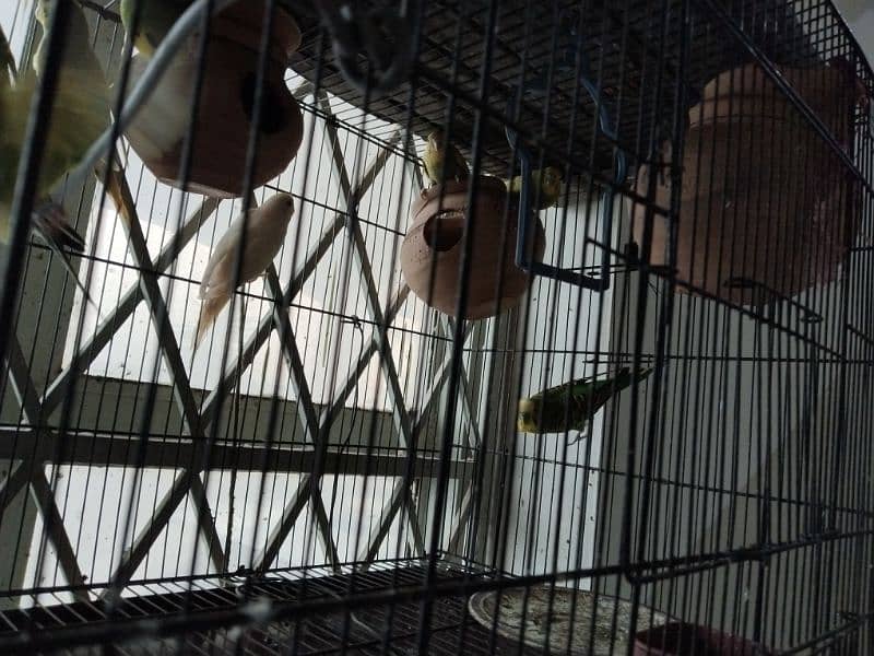 13 Budgies with Cage 5