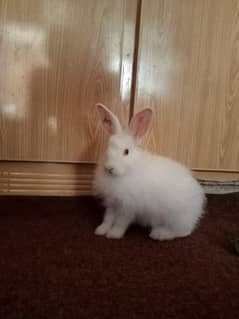 Reds Eyes Rabbits For Sale