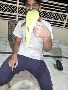 bolny ala male parrot fully hand tame hath aagy Krny per khud ata