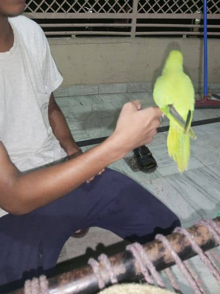 bolny ala male parrot fully hand tame hath aagy Krny per khud ata 1