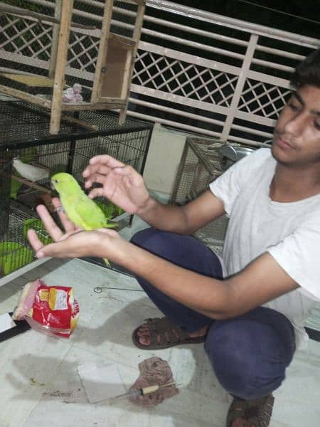 bolny ala male parrot fully hand tame hath aagy Krny per khud ata 3