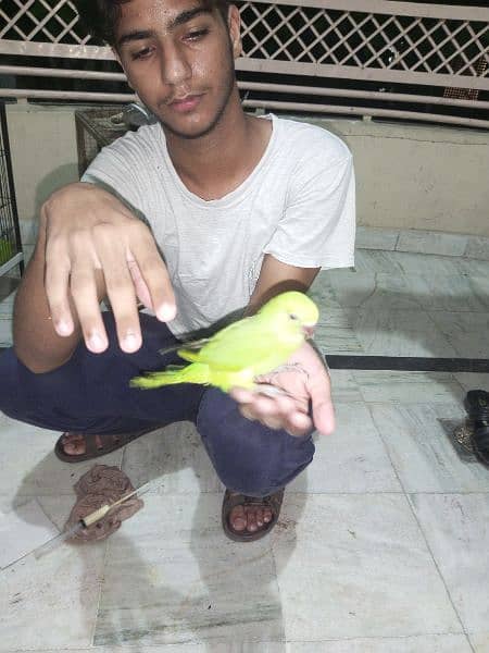 bolny ala male parrot fully hand tame hath aagy Krny per khud ata 4