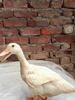 Pure white duck
