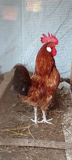 Desi Golden Misri Mix Eggs Laying Hen for Sale