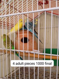 BUDGIES BREEDER PAIR WITH EGGS +CAGES
