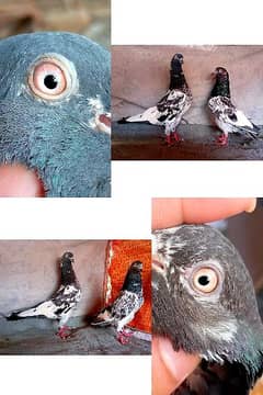 high  flying joro waly pigeon . . . red full add. . 03201447384
