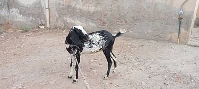 Ghaban bakri / Goat for sale