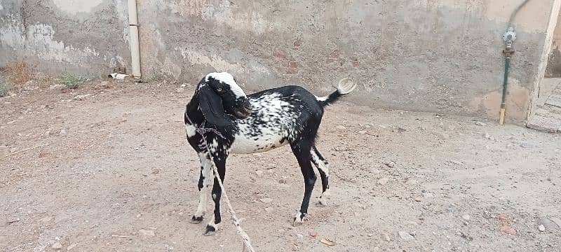 Ghaban bakri / Goat for sale 0