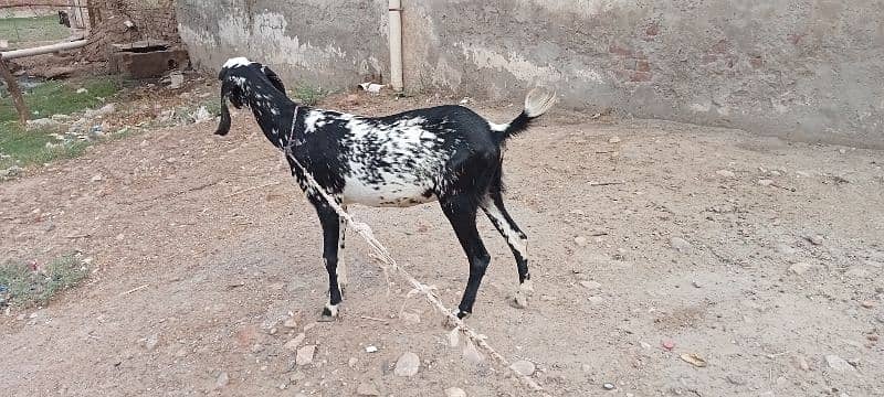 Ghaban bakri / Goat for sale 1