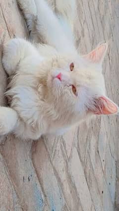 Beautiful white Persian doll face  Male cat triple coat furr