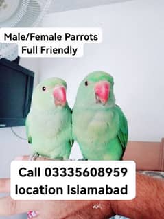 Single 5500 Hand Tamed Friendly Parrots Green Ring Neck Male/Female