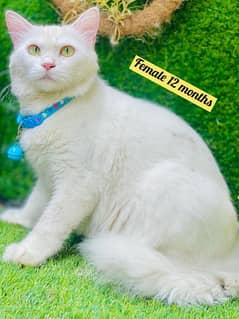 Persian cat kittens available 03264001612