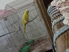 yellow parrot