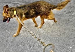 German Shepherd MALE Dog with FREE Chain