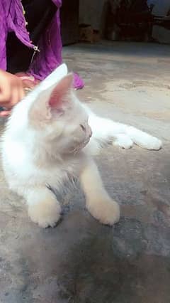 Persian cat long caot 2 months