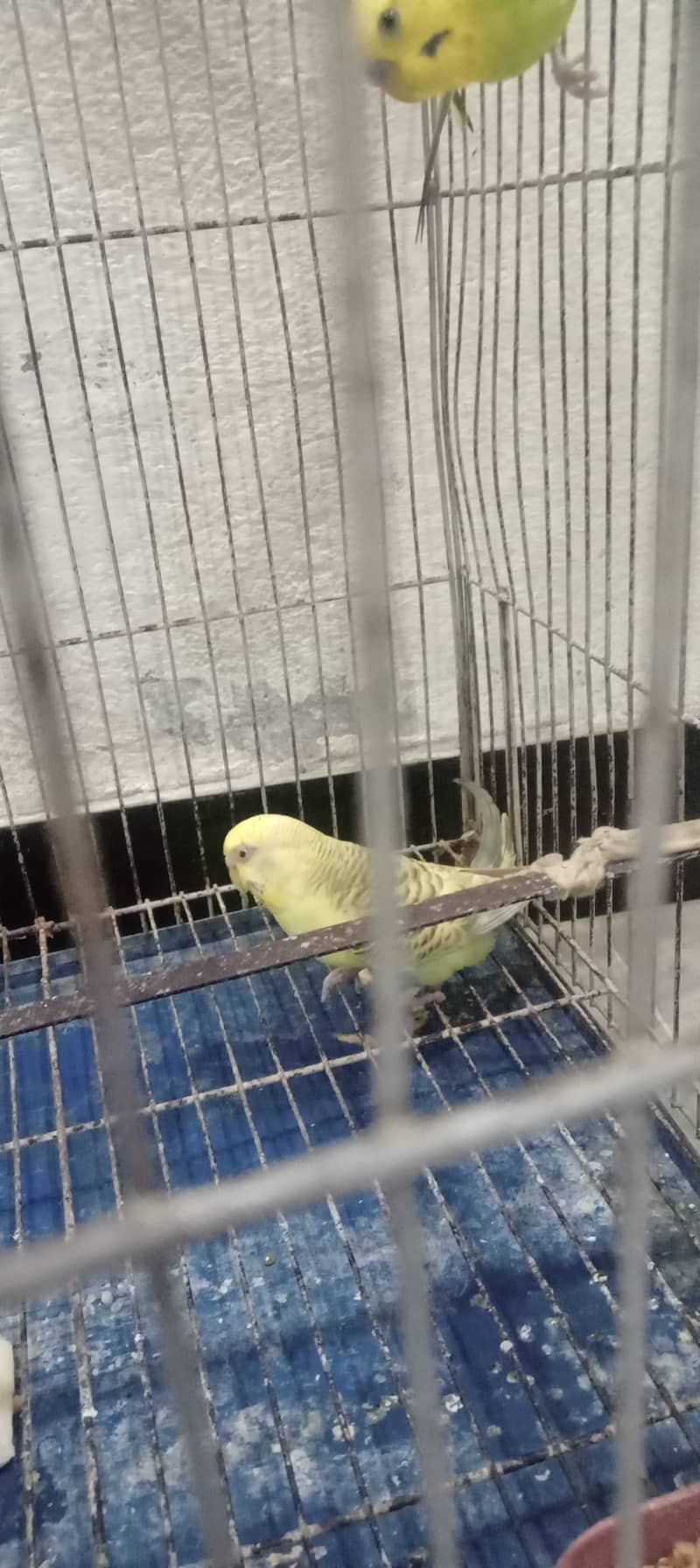 3 parrots 0