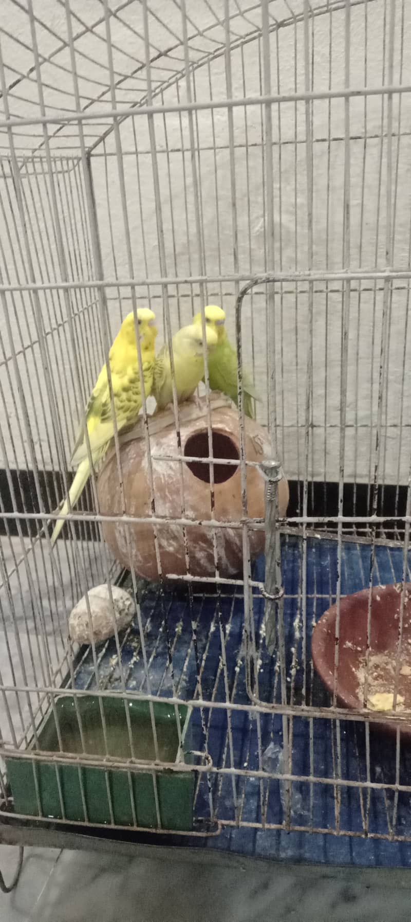 3 parrots 5