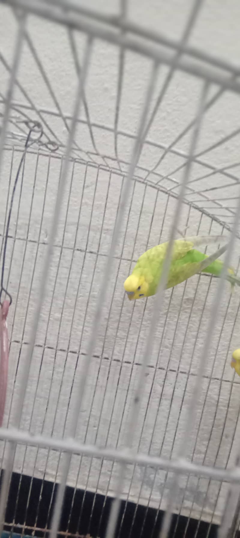 3 parrots 6