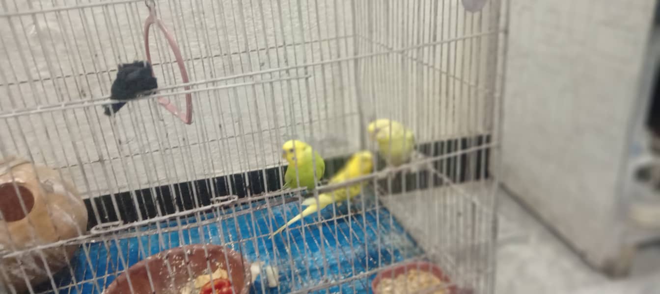 3 parrots 10