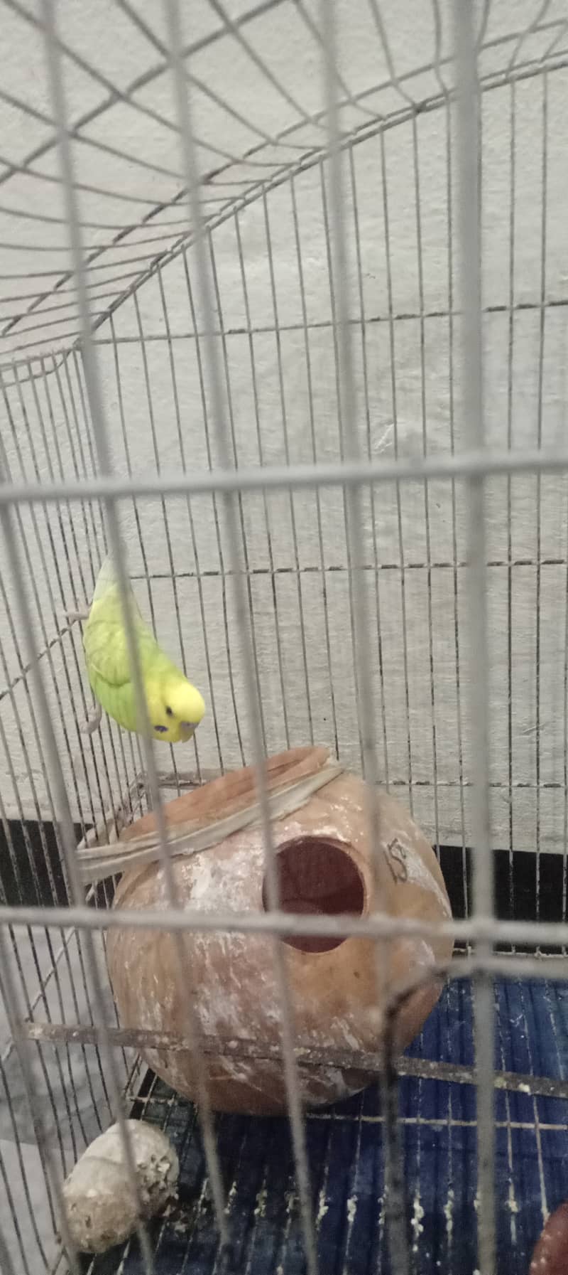 3 parrots 13