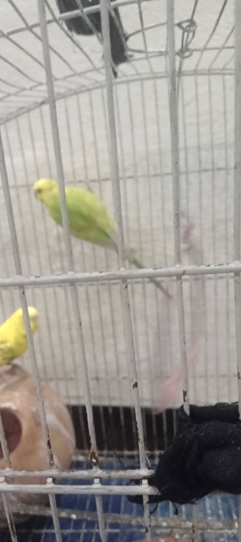 3 parrots 15