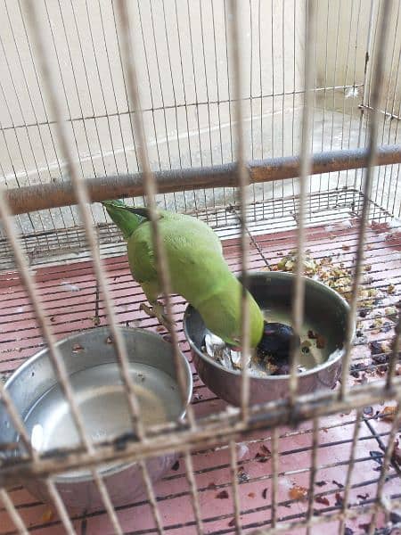 parrot can whistle, and say main mittho. . 2