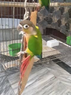 Green conur parrots