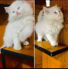 Persian kittens 03700502245