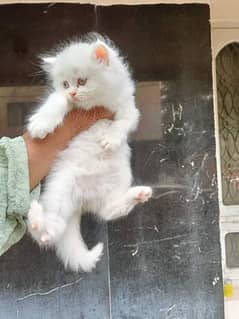 Persian kittens and cats available Whatsapp Number 03257190302