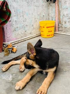 German Shepherd PUPP