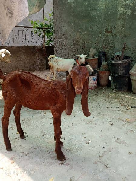 3 kids for sale age 1.5 month healthy and active 0