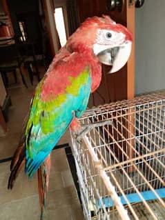 Greenwing macaw baby 03156376925