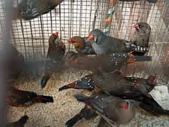 Strawberry Finch big pairs for sale