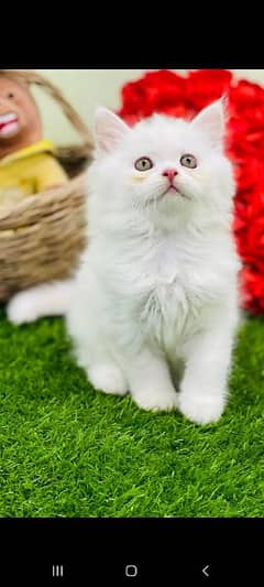 Persian cat kittens Available 03264001612