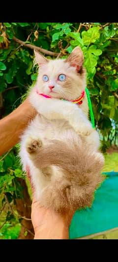 Persian cat kittens available 03264001612