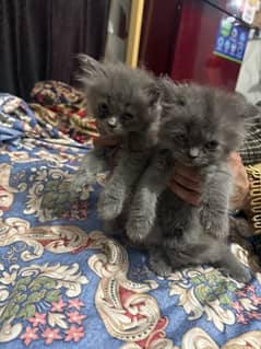 Grey colour Rusian two month age