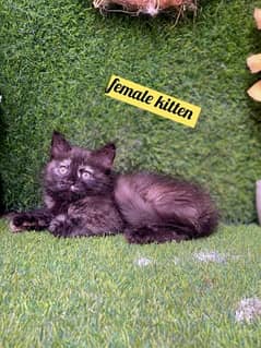 Persian cat kittens available 03264001612