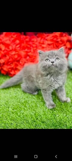 Persian cat kittens available 03264001612