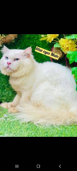 Persian cat kittens available 03264001612 0
