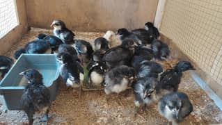 Australorp Chicks | Golden Misri Chicks | Desi Chicks