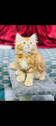 Persian cat kittens available 03264001612