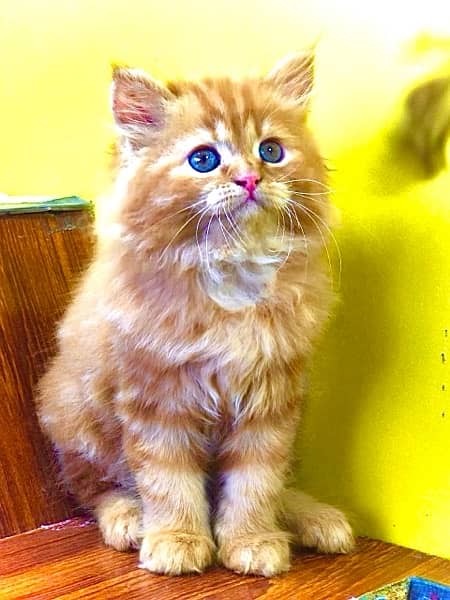 Punch faced kittens / Triple coated Ginger fawn kitten / Cats for sale 0