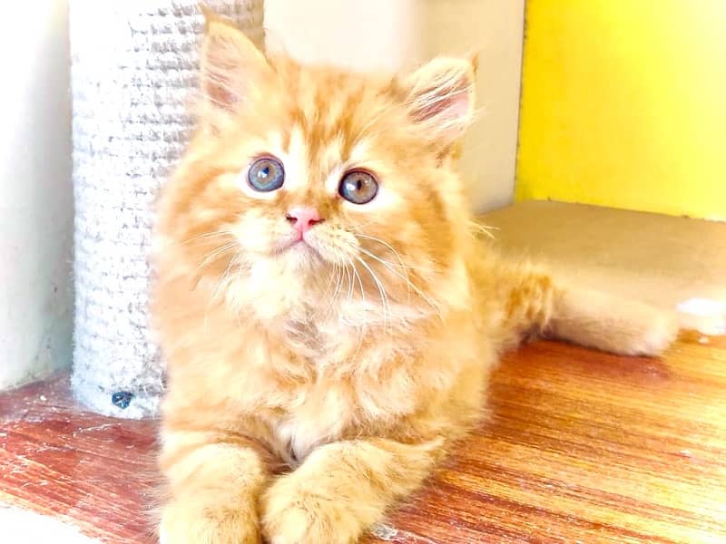 Punch faced kittens / Triple coated Ginger fawn kitten / Cats for sale 1