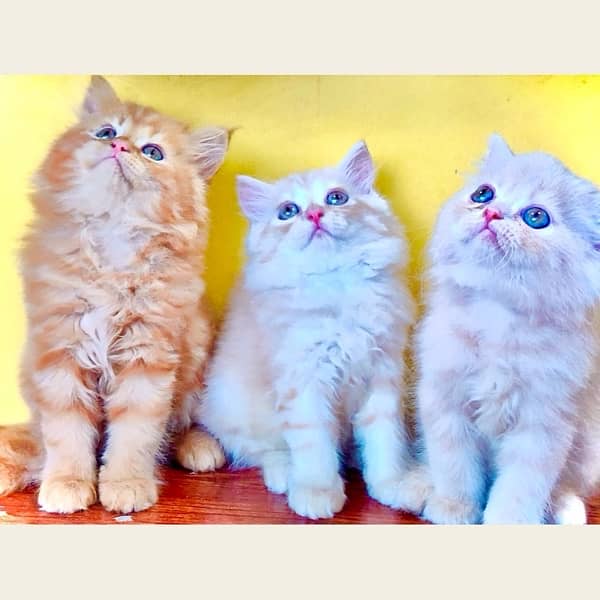 Punch faced kittens / Triple coated Ginger fawn kitten / Cats for sale 4
