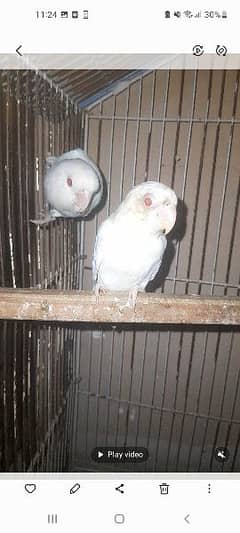 albino red eyes age 5 months