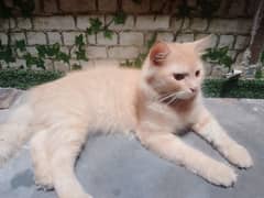 piar of Persian cat for sale urgent